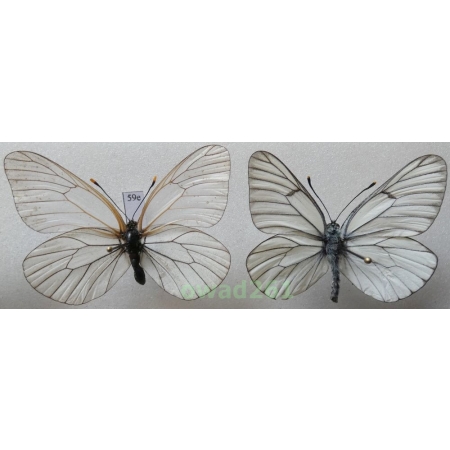 Aporia crataegi (Linnaeus, 1758) pair Niestrzęp głogowiec Poland59e